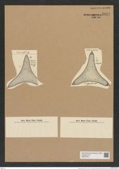 Trinacria grunowii (de-Toni-Nr.: Genus 119, Species 3422) Zeichnungen Sammlung Grunow Nr. 6881 (NHMW-BOT-W0375743)
